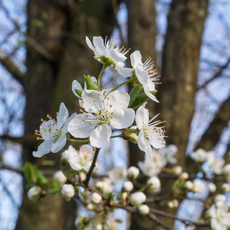 Prunus insititia 'Haferschlehe' - Prunelle d'avoine BIO