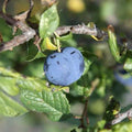 Prunus insititia 'Haferschlehe' - Prunelle d'avoine BIO