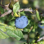 Prunus insititia 'Haferschlehe' - Prunelle d'avoine BIO