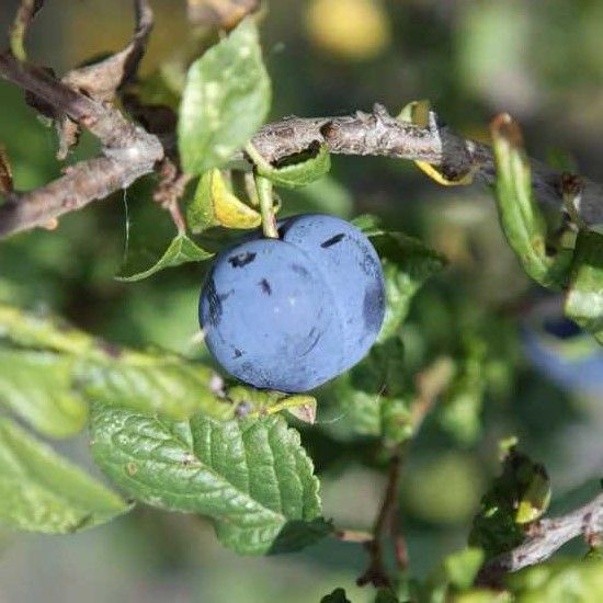 Prunus insititia 'Haferschlehe' - Prunelle d'avoine BIO