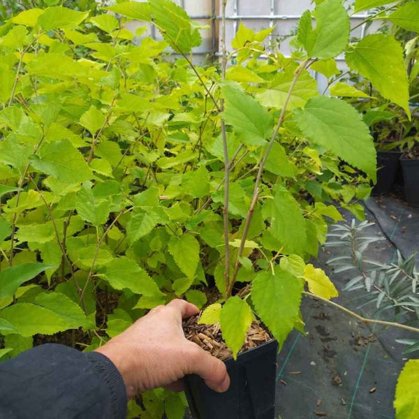 Murier nain - Morus rotundifolia 'Matsunaga' (cov) BIO