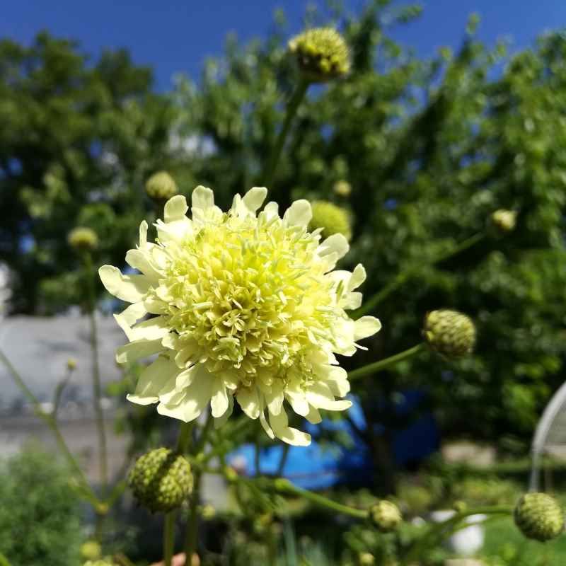 Cephalaria gigantea BIO