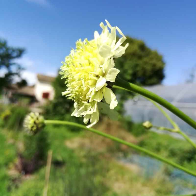 Cephalaria gigantea BIO