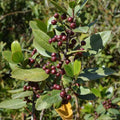 Rhamnus alaternus - Nerprun BIO