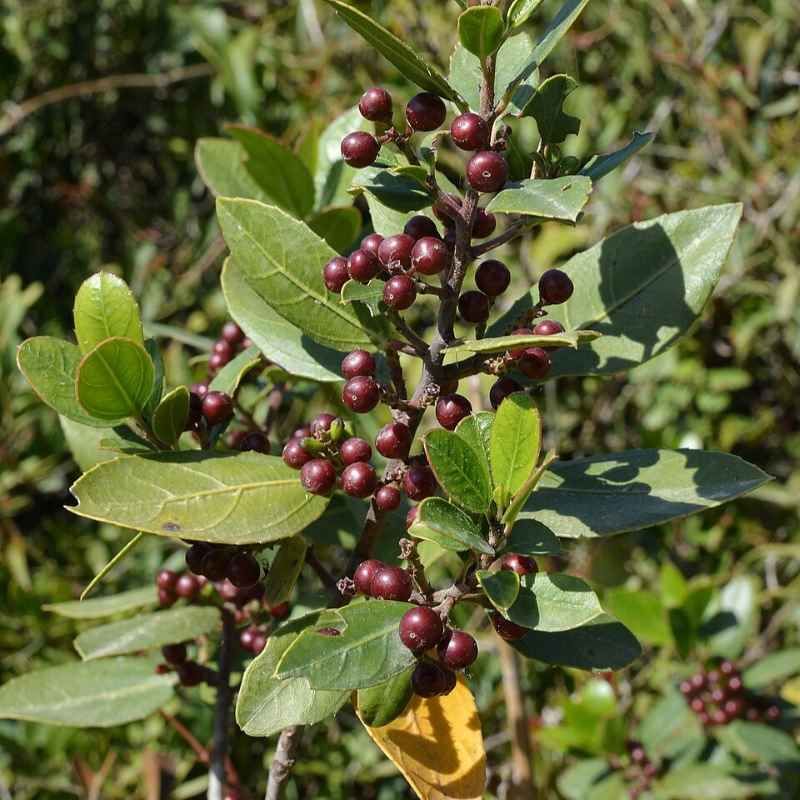 Rhamnus alaternus - Nerprun BIO