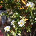 Cistus monspeliensis BIO