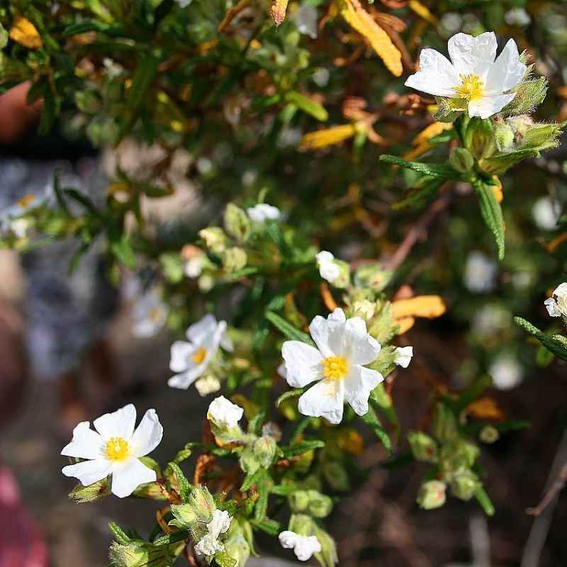 Cistus monspeliensis BIO