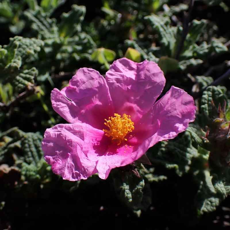 Cistus crispus BIO