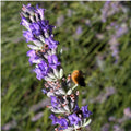 Lavandula latifolia - Lavande Aspic BIO