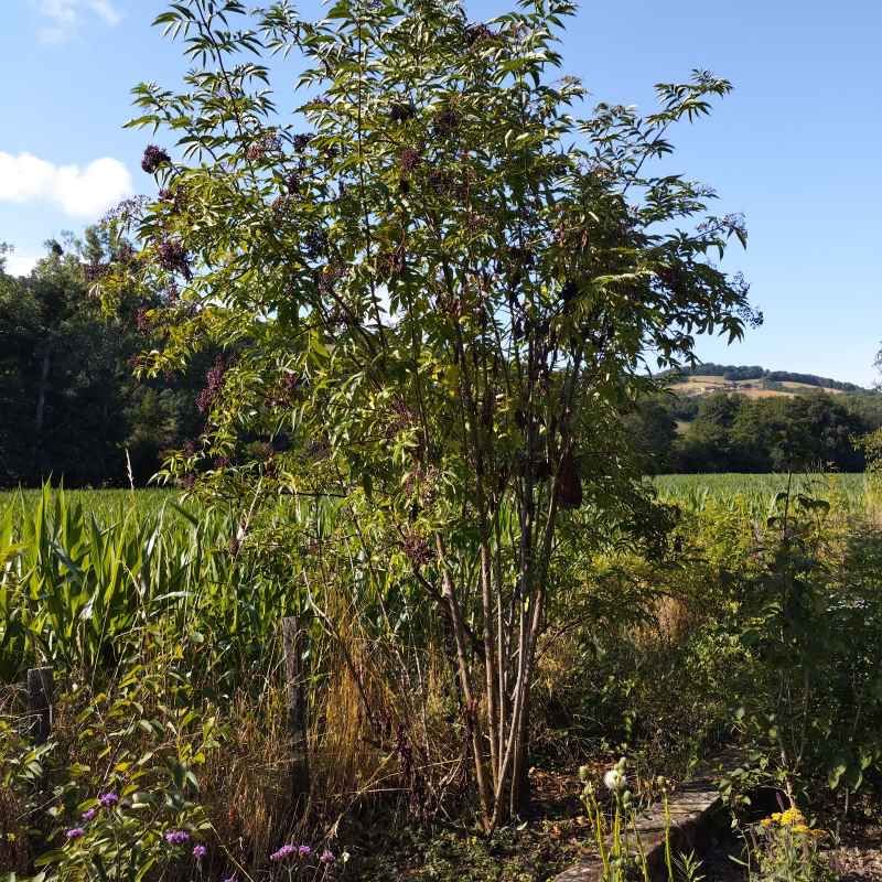 Sambucus canadensis 'Maxima' BIO