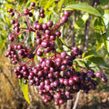Sambucus canadensis 'Maxima' BIO
