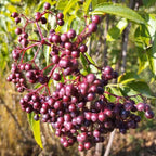 Sambucus canadensis 'Maxima' BIO