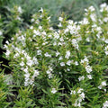 Satureja montana var. citriodora - Sariette citronnée BIO