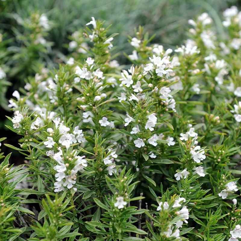 Satureja montana var. citriodora - Sariette citronnée BIO