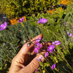 Senecio polyodon BIO
