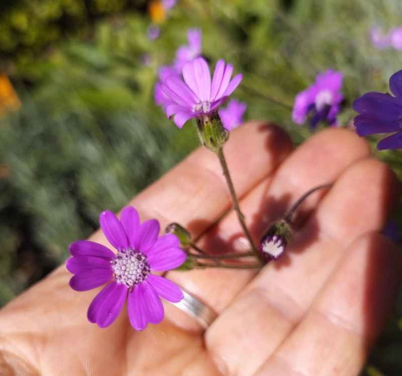 Senecio polyodon BIO