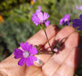Senecio polyodon BIO