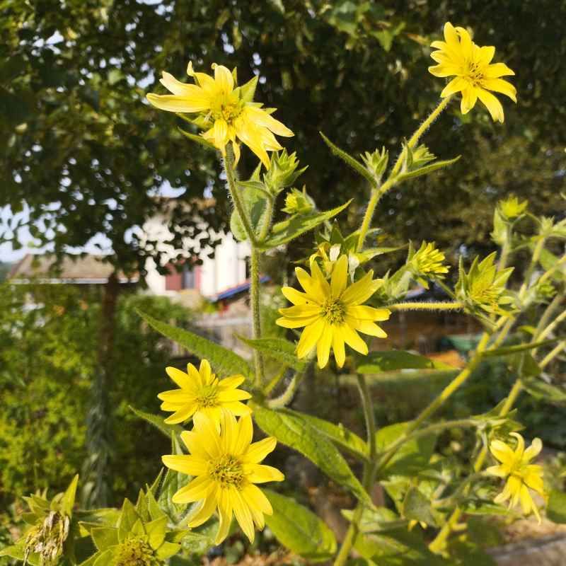 Silphium mohrii BIO