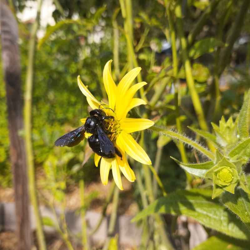 Silphium mohrii BIO