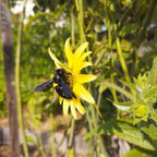 Silphium mohrii BIO