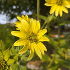 Silphium mohrii BIO