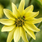 Silphium mohrii BIO