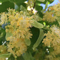 Tilia cordata BIO