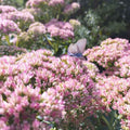 Hylotelephium spectabilis 'Brillant' BIO