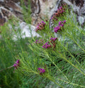 Vernonia lettermannii BIO