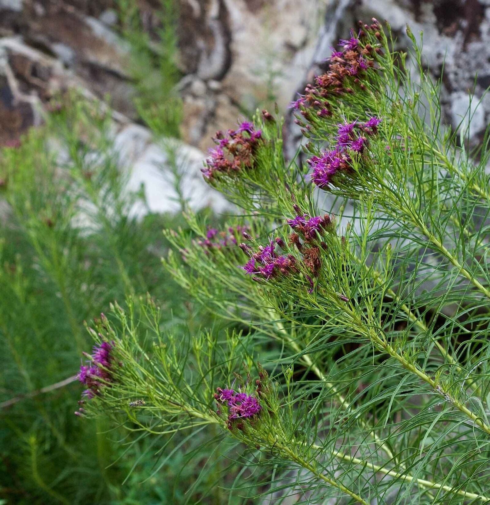 Vernonia lettermannii BIO