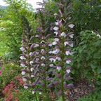 Acanthus 'Morning's Candle' BIO