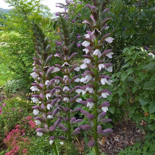 Acanthus 'Morning's Candle' BIO