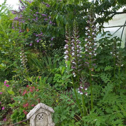 Acanthus 'Morning's Candle' BIO