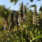 Acanthus 'Morning's Candle' BIO