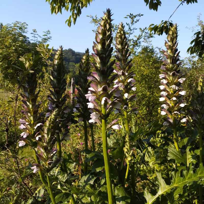 Acanthus 'Morning's Candle' BIO
