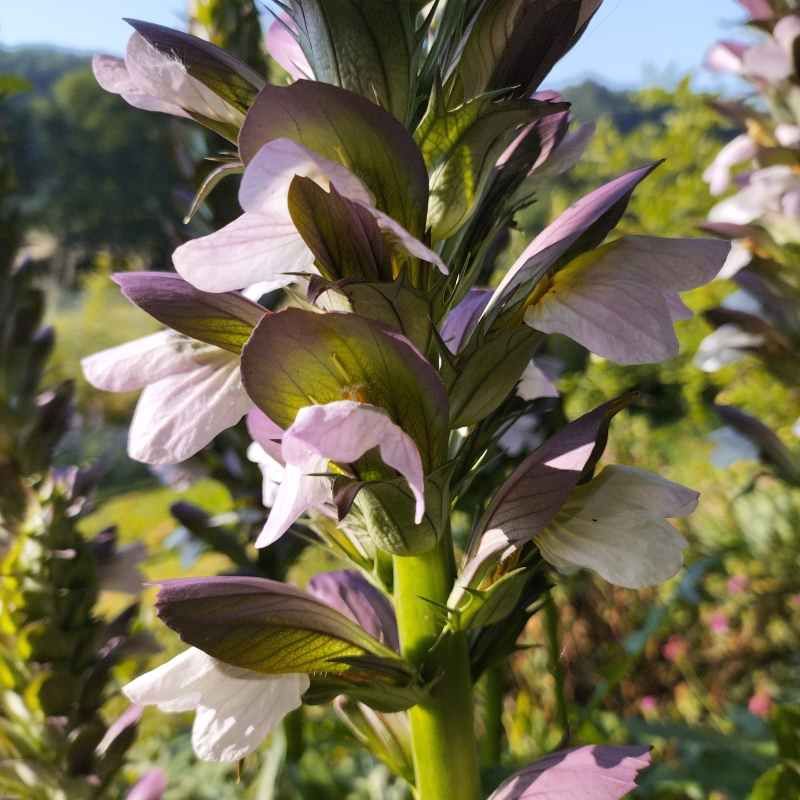 Acanthus 'Morning's Candle' BIO
