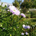Aster novi-belgii 'Porzellan' BIO