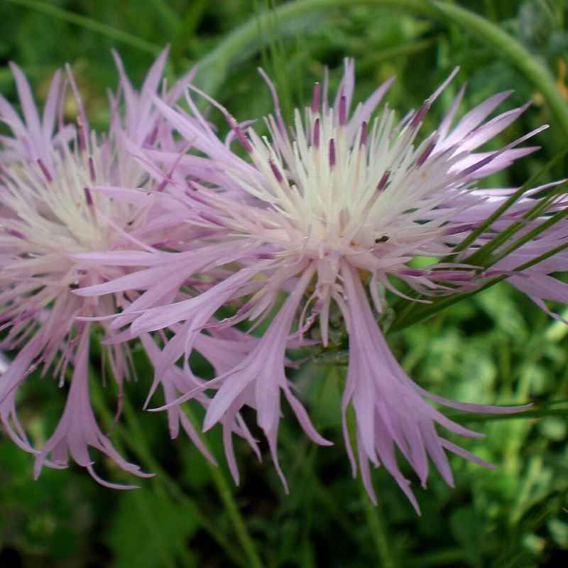 Psephellus bellus BIO