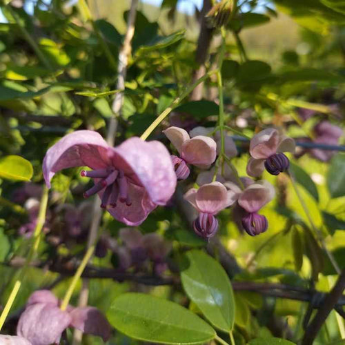 Akebia quinata 'White Chocolat' BIO
