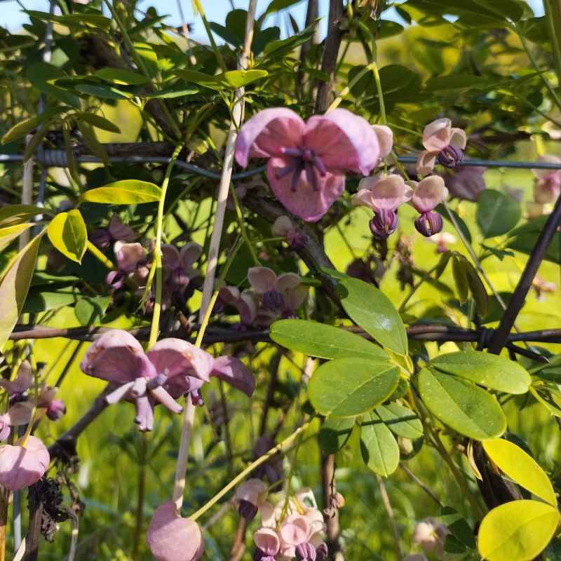 Akebia quinata 'White Chocolat' BIO