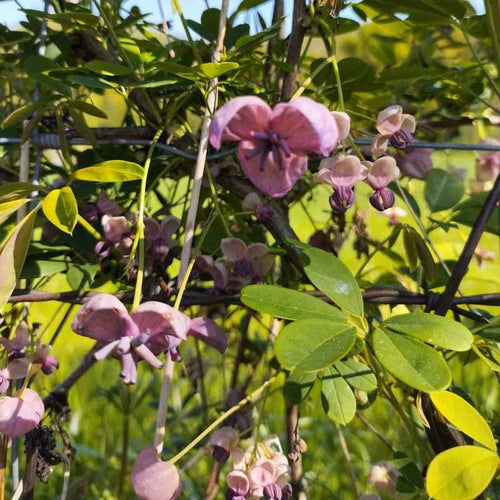 Akebia quinata 'White Chocolat' BIO