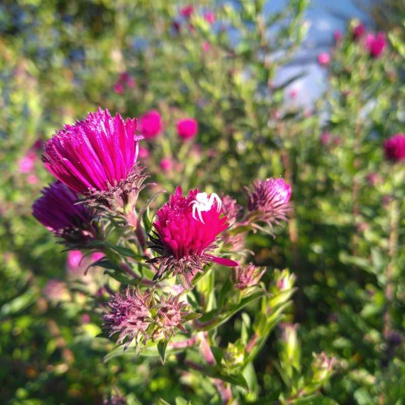 Aster novae-angliae 'Ruby Adoué' BIO