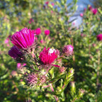 Aster novae-angliae 'Ruby Adoué' BIO