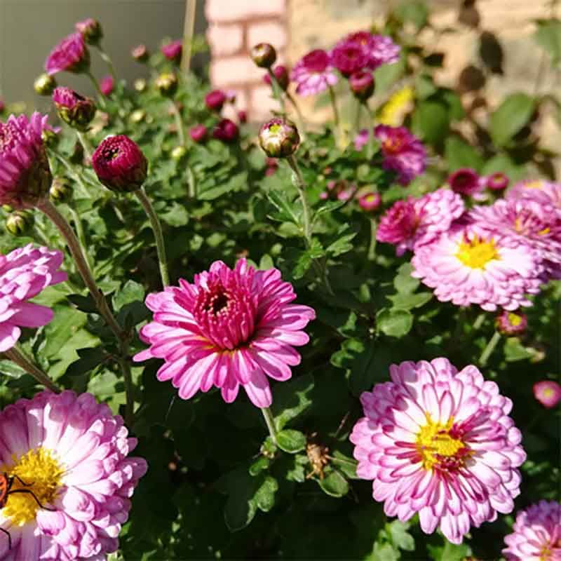 Chrysanthème rustique 'Mei Kyo' BIO