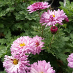 Chrysanthème rustique 'Mei Kyo' BIO