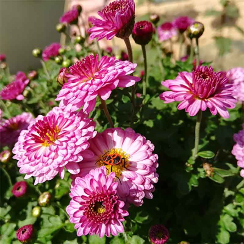 Chrysanthème rustique 'Mei Kyo' BIO