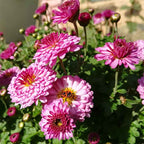 Chrysanthème rustique 'Mei Kyo' BIO