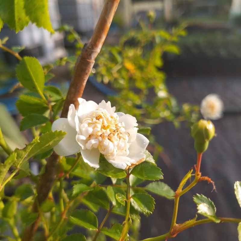 Rosa 'Taben Syorin Siro' BIO