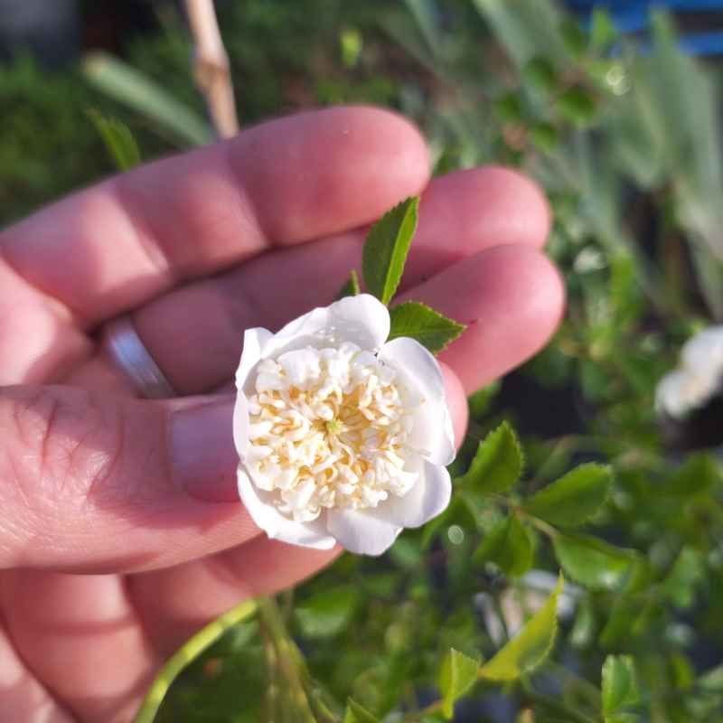 Rosa 'Taben Syorin Siro' BIO