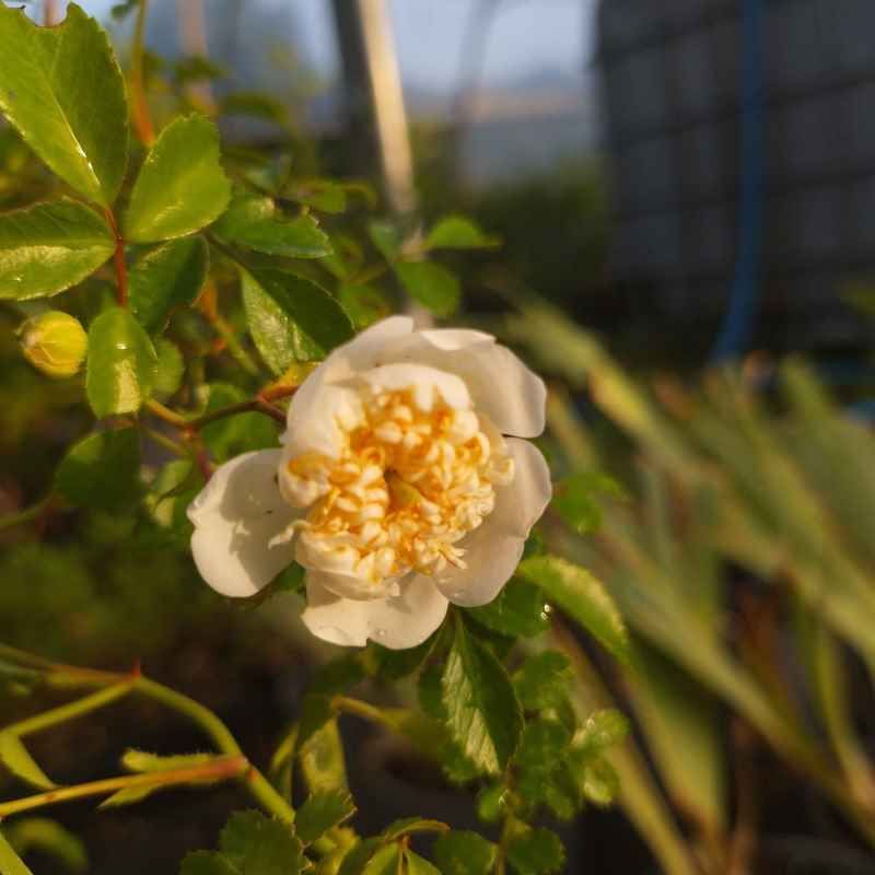 Rosa 'Taben Syorin Siro' BIO
